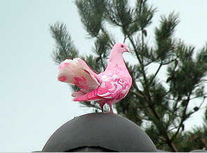 Dak bij het Poorthuys. Verdwaalde duif van Genoveva brengt een broodnodig stukje magie naar Bosrijk.